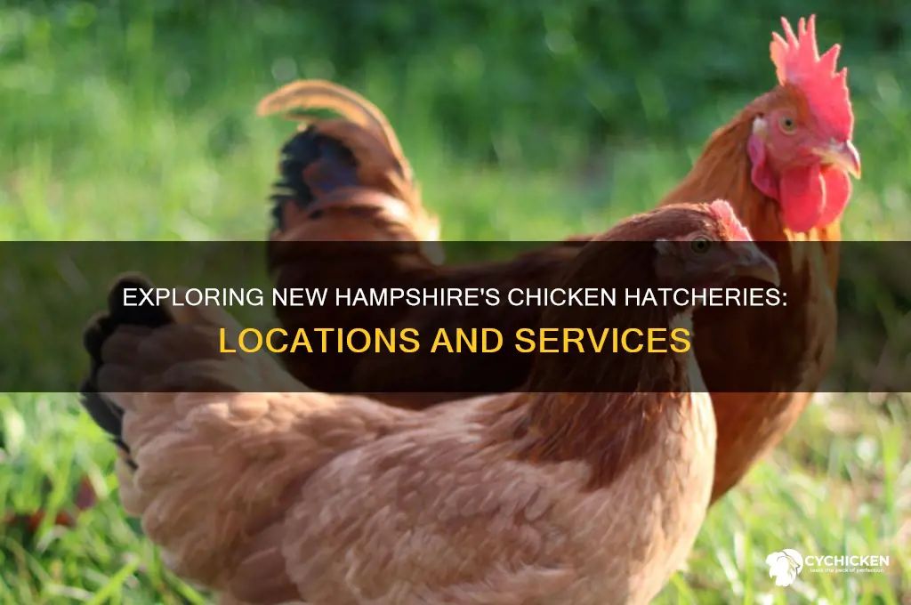 is there a chicken hatchery in n h