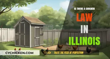 Illinois Chicken Laws: Understanding Urban Poultry Regulations in the Prairie State