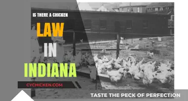 Indiana's Chicken Laws: What You Need to Know Before Raising Poultry
