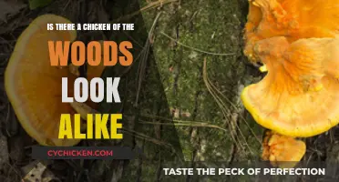 Discovering Chicken of the Woods Look-Alikes