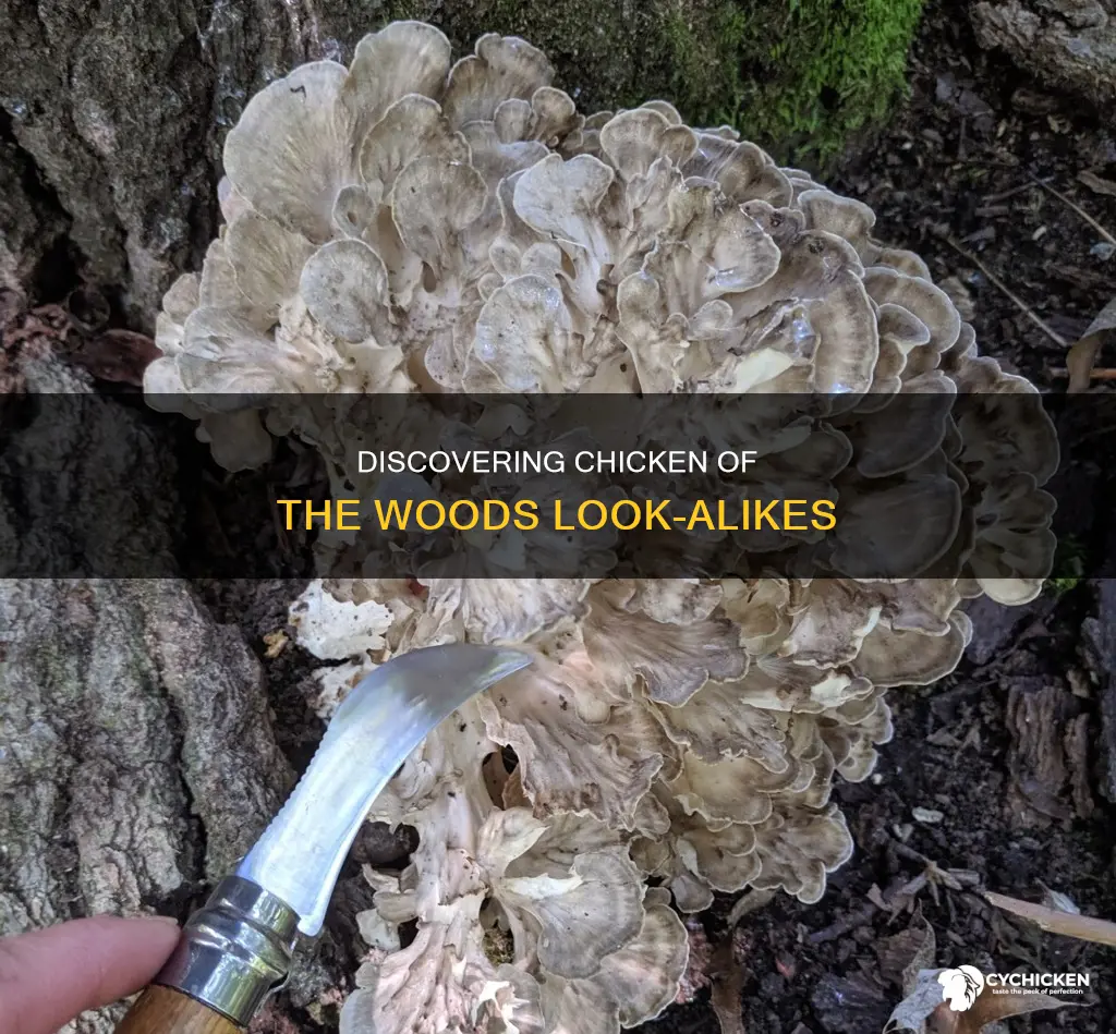 is there a chicken of the woods look alike