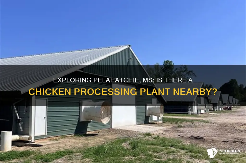 is there a chicken plant in pelahatchie ms
