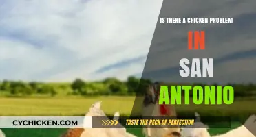 San Antonio's Chicken Dilemma: Urban Poultry or Growing Problem?