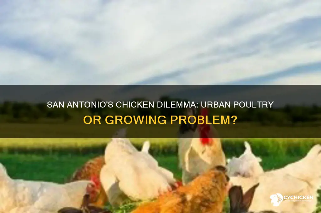 is there a chicken problem in san antonio