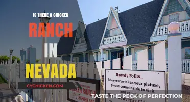 Exploring Nevada's Chicken Ranch: Fact or Fiction?