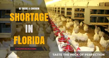 Florida's Chicken Supply Crisis: Is There a Shortage Looming?