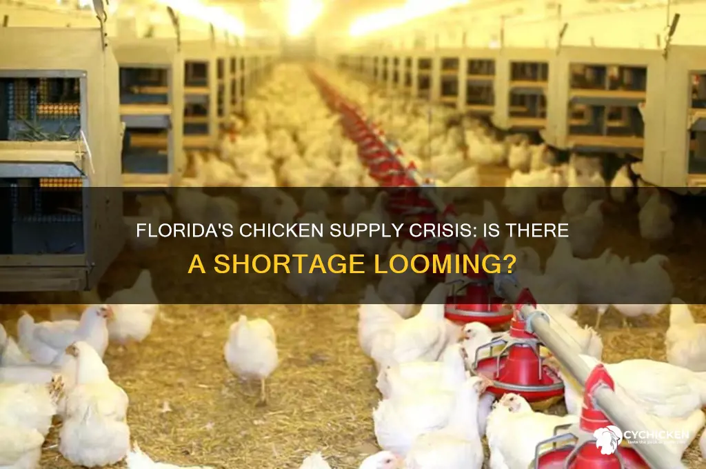 is there a chicken shortage in florida