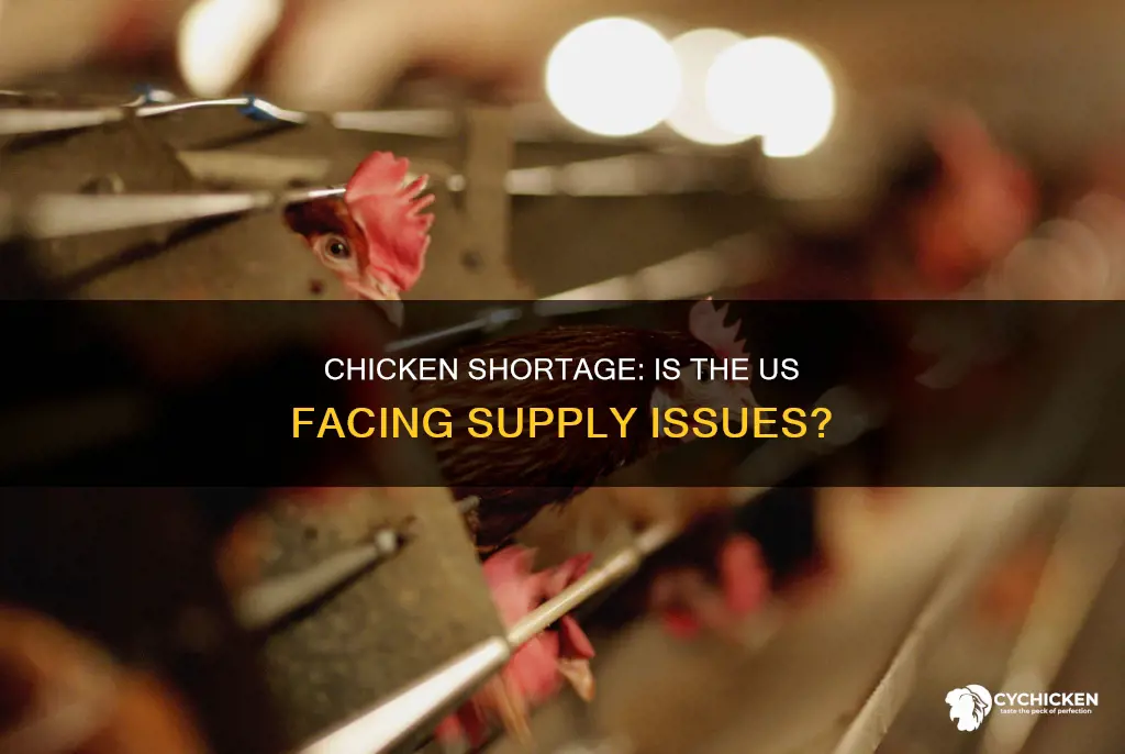 is there a chicken shortage in the united states
