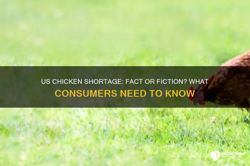 is there a chicken shortage in the us