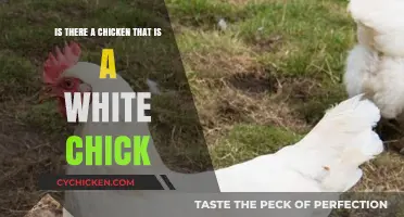 White Chickens: Are They All White?