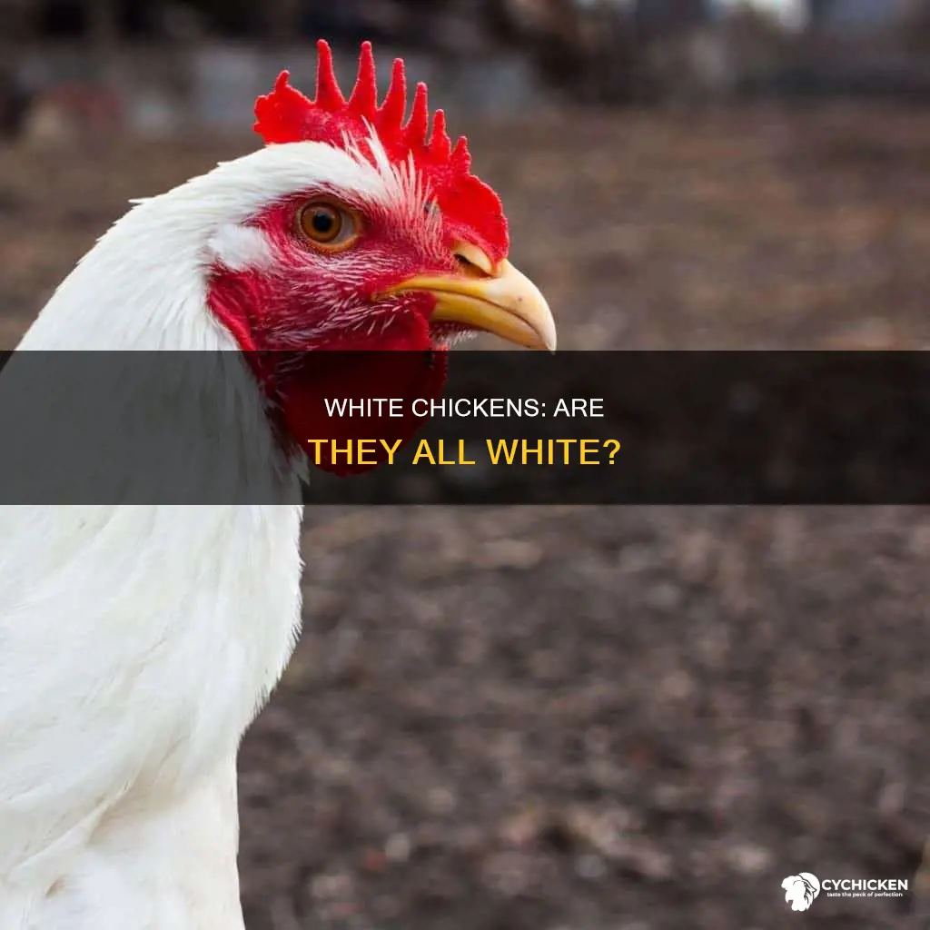 is there a chicken that is a white chick
