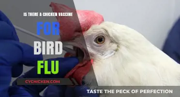 Can Chickens Be Vaccinated Against Bird Flu? Exploring the Options