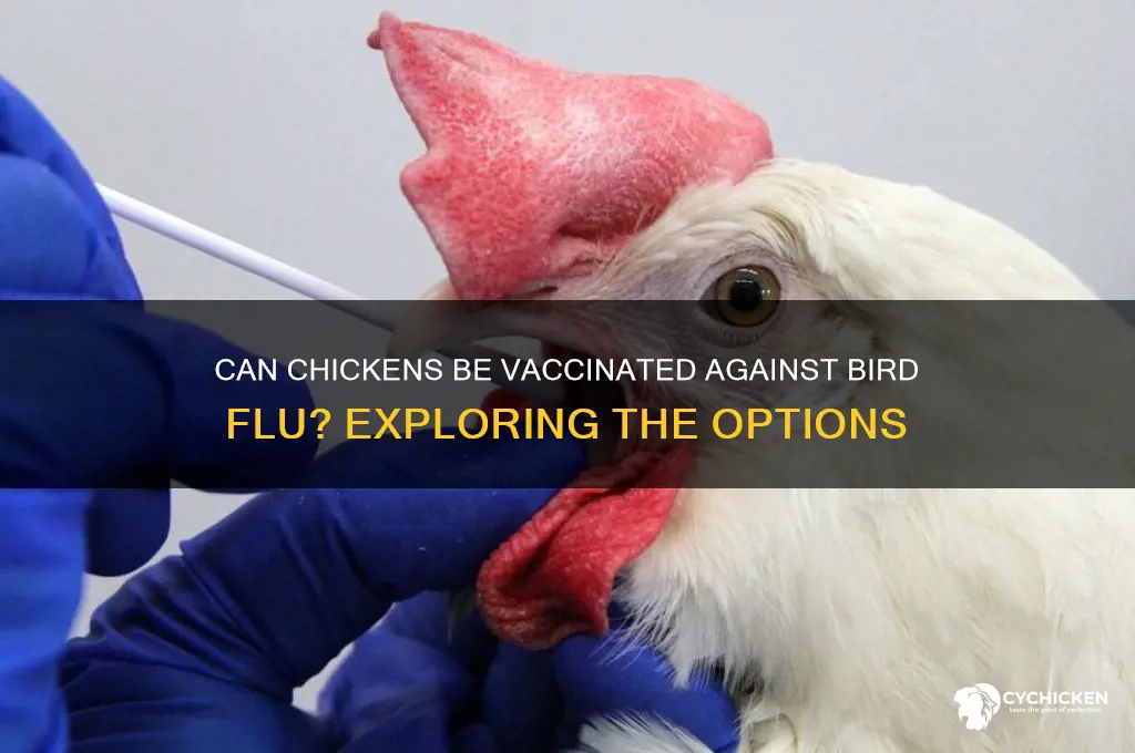 is there a chicken vaccine for bird flu
