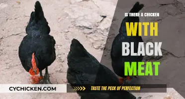 Unveiling the Mystery: Do Chickens with Black Meat Exist?