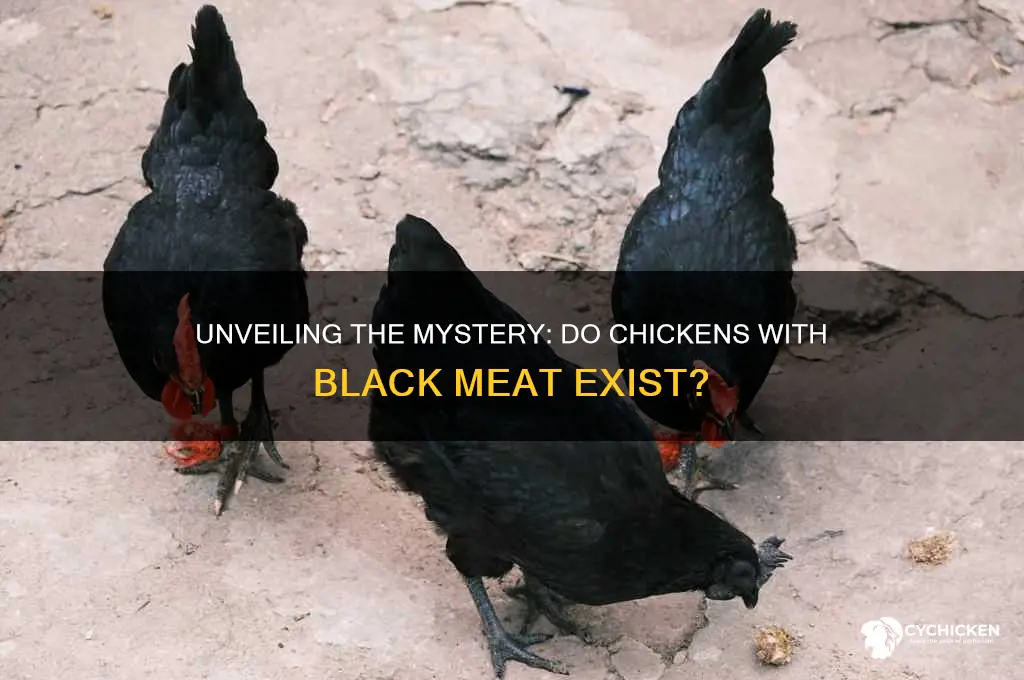 is there a chicken with black meat