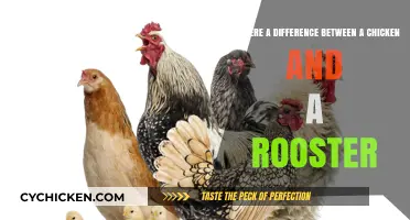 Chicken vs. Rooster: What's the Real Difference?