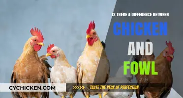 Chicken vs. Fowl: Understanding the Key Differences and Similarities