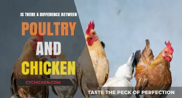 Poultry vs. Chicken: Understanding the Key Differences and Similarities