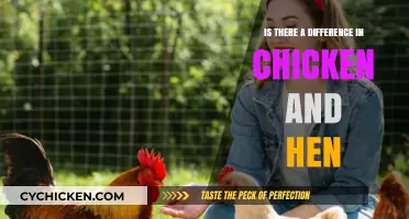 Chicken vs. Hen: Unraveling the Differences in Poultry Terminology