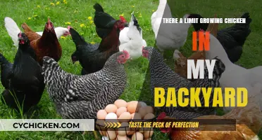 Backyard Chicken Farming: Any Limit to How Many?