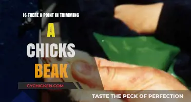 Trimming a Chick's Beak: Necessary Maintenance or Overkill?