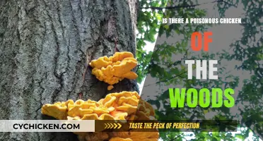Is Chicken of the Woods Poisonous? Debunking Myths About This Edible Fungus