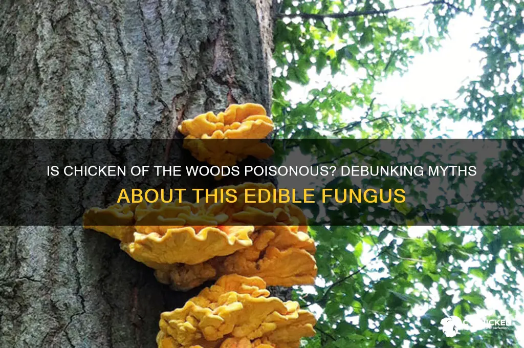 is there a poisonous chicken of the woods