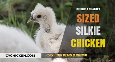Standard Silkie Chicken Size: Myth or Reality?