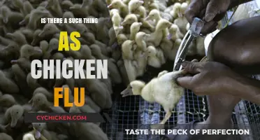 Chicken Flu: Myth or Reality? Unraveling the Truth Behind the Term