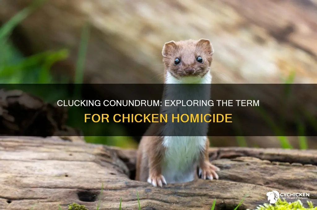 is there a term for chicken murder