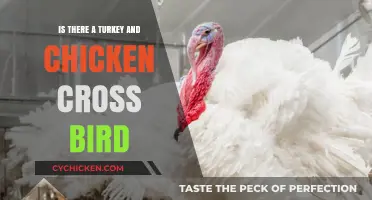 Turkey-Chicken Hybrid: Myth or Reality? Exploring Poultry Crossbreeding Possibilities