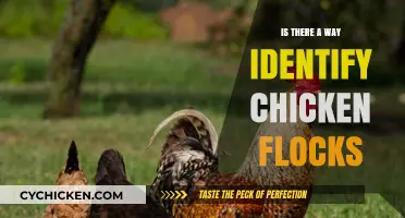 Identifying Chicken Flocks: Unique Traits and Methods to Spot Them
