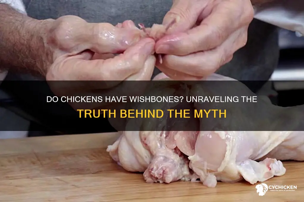 is there a wishbone in a chicken