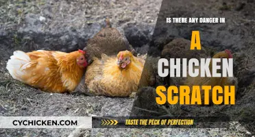 Chicken Scratch Dangers: Are They Harmful or Harmless?