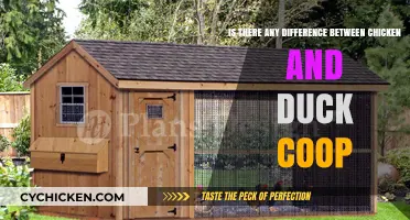 Exploring the Differences: Chicken vs. Duck Coops - A Comparative Guide