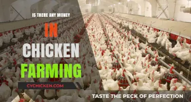 Profitable Chicken Farming: Exploring the Financial Potential of Poultry Business