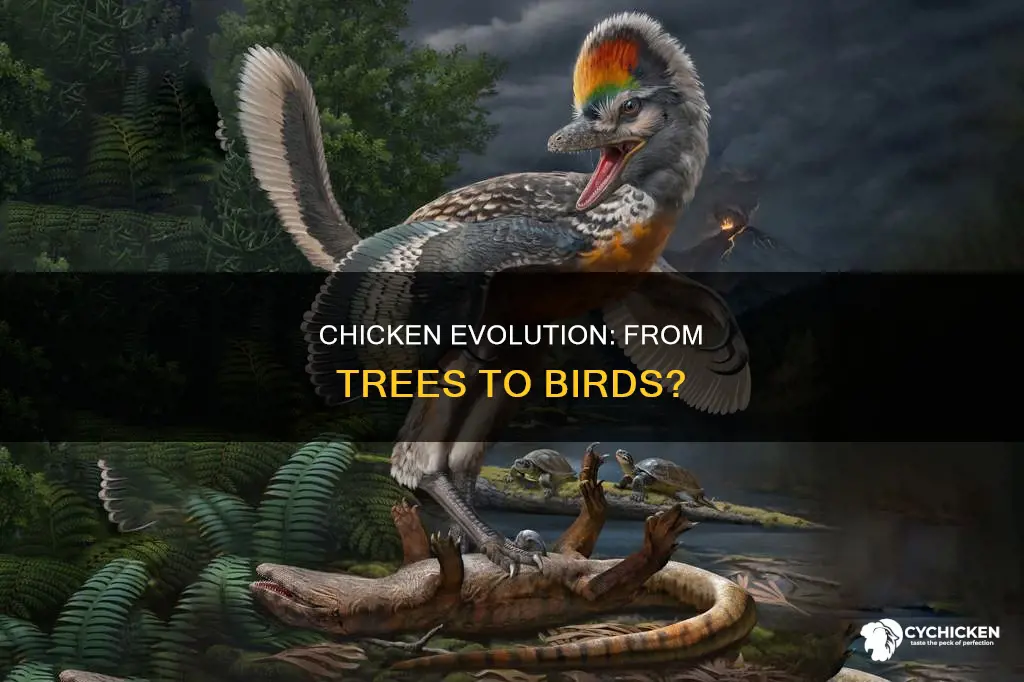 is there any scientific evidence of chicken evolving from tres