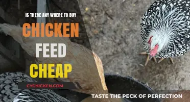 Affordable Chicken Feed: Where to Buy Cheap Options for Your Flock