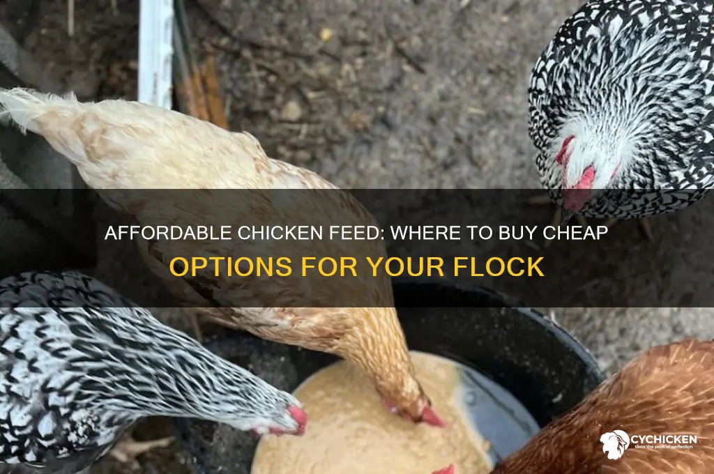 is there any where to buy chicken feed cheap