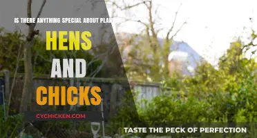 Hens and Chicks: Easy-to-Grow Succulents for Your Garden