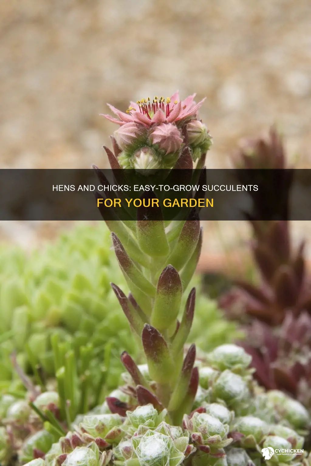 is there anything special about planting hens and chicks