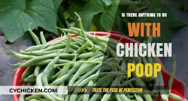 Creative Uses for Chicken Poop: Surprising Benefits and Practical Ideas