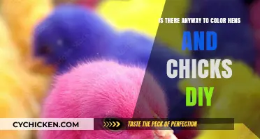 DIY Hens and Chicks: Natural Dye Methods