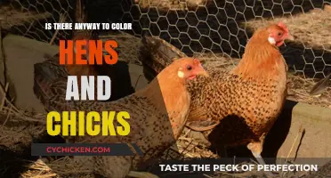 Can You Safely Color Hens and Chicks? Tips and Insights