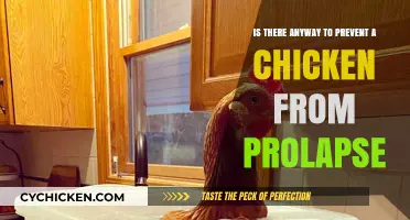 Preventing Prolapse in Chickens: A Guide to Chicken Health