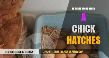 Does a Chick Bleed When Hatching? Uncovering the Truth
