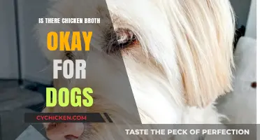 Can Dogs Safely Enjoy Chicken Broth? A Comprehensive Guide