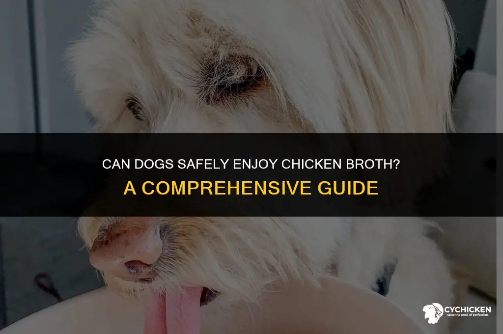 is there chicken broth okay for dogs