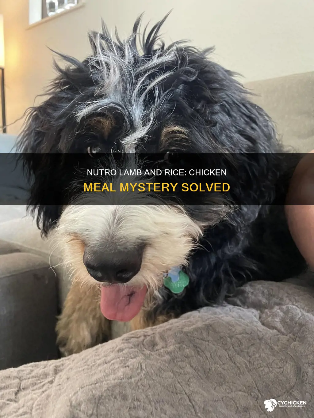 is there chicken meal in nutro lamb and rice