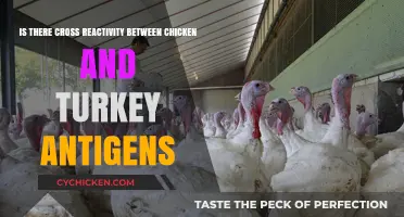 Turkey and Chicken Antigens: Any Cross-Reactivity?